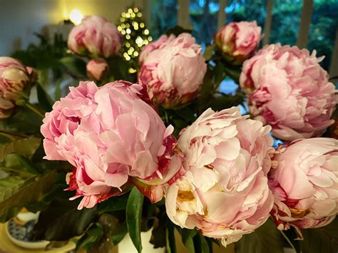 Dr Desirée Kozlowski on Twitter RT emlily Peonies Christmas