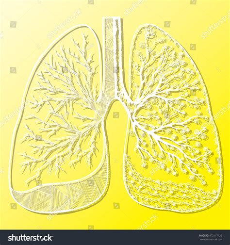 Human Lungs Respiratory System Healthy Lungs Stock Vector Royalty Free