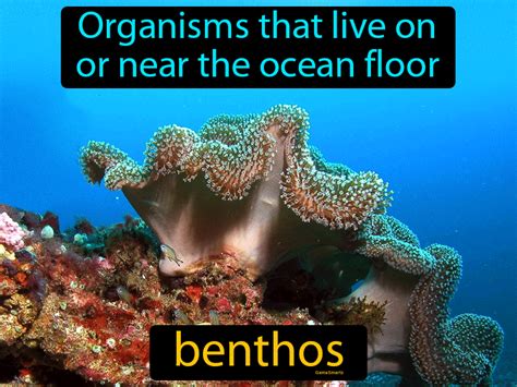 Benthos Definition & Image | GameSmartz