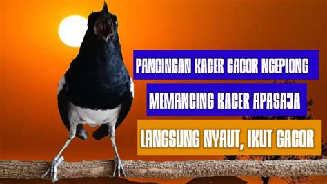 99 AMPUH TERAPI KACER NGEPLONG UNTUK PANCINGAN KACER BAHAN BIKIN