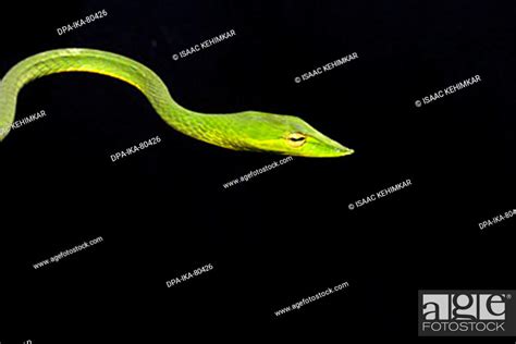 Reptiles Snakes Indian Green Vine Long Nosed Tree Snake Stock Photo