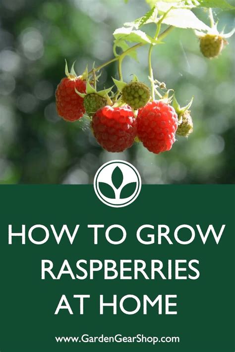 How To Grow Raspberries At Home Quick Tips [video] [video] With Videos Growing Raspberries