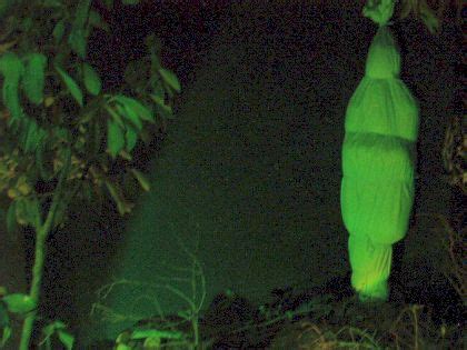 foto-foto pocong paling seram - Spot Misteri