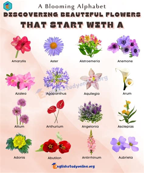 Amazing Flowers That Start With A A Guide To The Most Beautiful