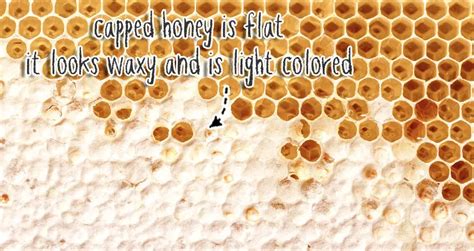 Capped Brood Vs Capped Honey Essential Differences Beekeeping Insider