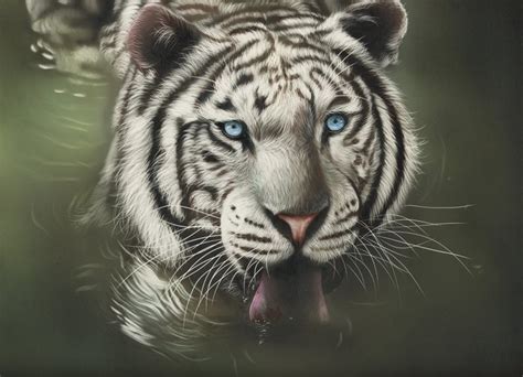 Painting Art Big Cats Tigers Water Tongue Head Glance Hd