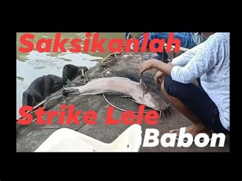 Strike Lele Babon Berkali Kali Galatama Part Youtube