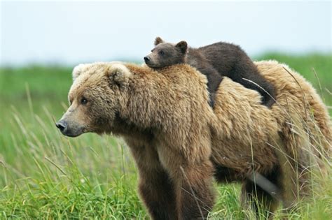 1001 Bilder Und Interessante Fakten Zum Thema Niedliche Tiere