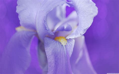 Iris Wallpapers - Top Free Iris Backgrounds - WallpaperAccess