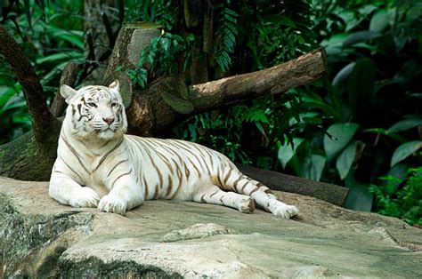 White Tiger Stripes Stock Photos, Pictures & Royalty-Free Images - iStock