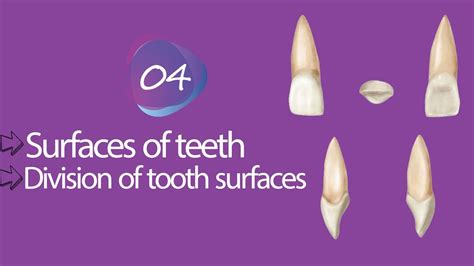 Dental Anatomy Morphology Surfaces Of Teeth Division Of Tooth