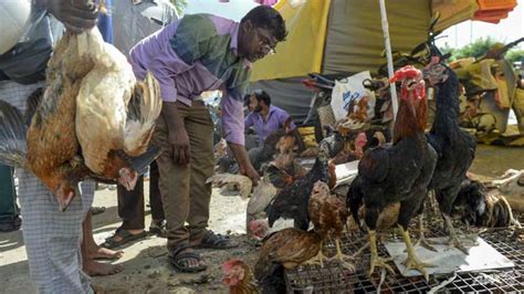 Indian State To Cull Chickens After H5n1 Bird Flu Found Nestia