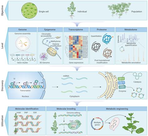 The Innovation 本草基因组学：解密药用植物的分子遗传 研究成果本草基因组学研究院