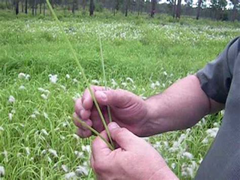 Cogongrass Identification - UGA Thomas County Extension - YouTube