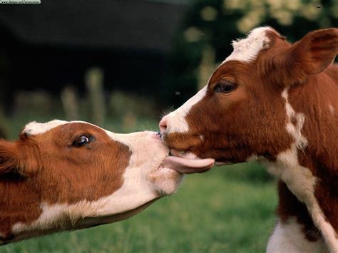 histórias e sabores: As vacas e o capitalismo