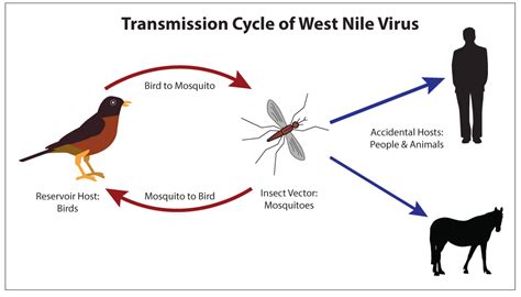 Mosquito Borne Illnesses