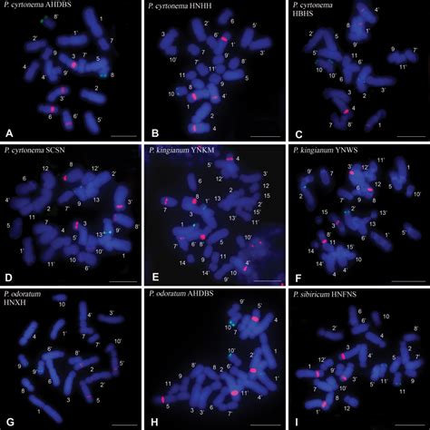 Molecular Cytogenetic Characterization Of 9 Populations Of Four Species