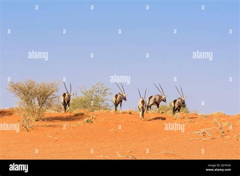 A Herd Of South African Oryxes Oryx Gazella Walking Across Red Sand