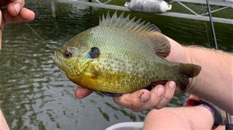 Secret Private Lake REVEALED Insane Bluegill Fishing YouTube