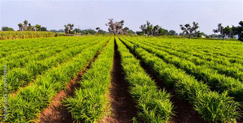 Ginger (zingiber officinale) field. Ginger plantation. Crops planted at field in India. Stock ...