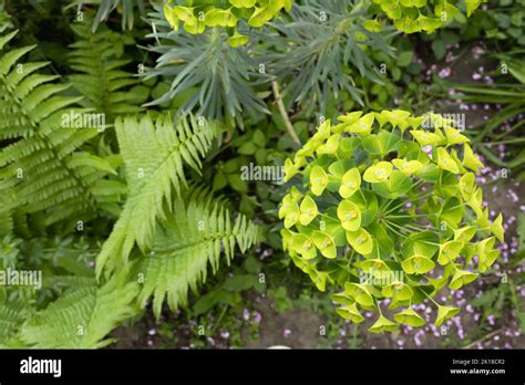 Plantas Medicinales Exoticas Fotograf As E Im Genes De Alta Resoluci N