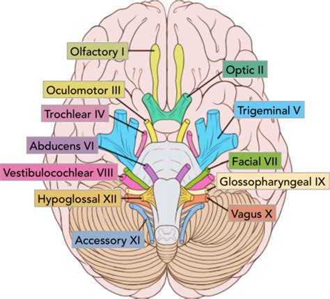 Anatomy Cranial Nerves Flashcards Quizlet