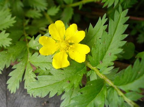 Лапчатка гусиная (Potentilla anserina L.) - лекарственное, съедобное ...