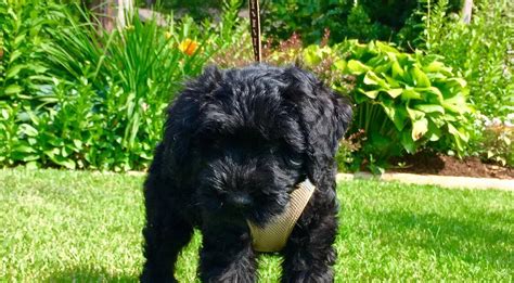 Giant Schnoodles Puppies : Giant Schnoodle Dog Breed Information And ...