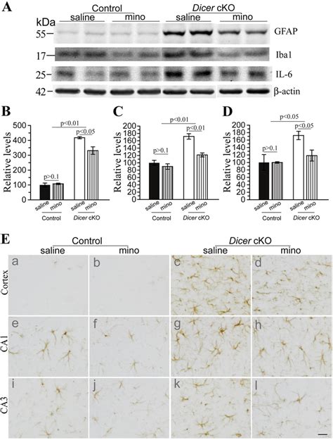 Minocycline Reduced Inflammatory Responses In Dicer CKO Mice A