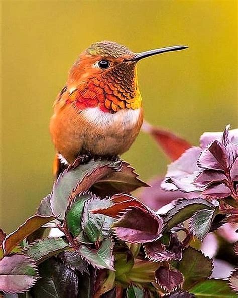 Solve Hummingbird Heaven Series Jigsaw Puzzle Online With Pieces