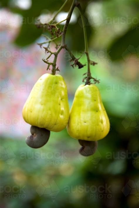 Image Of Cashews Growing On A Cashew Tree Austockphoto