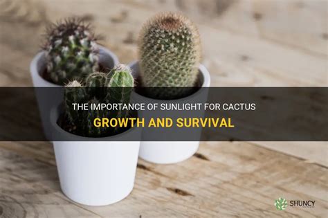 The Importance Of Sunlight For Cactus Growth And Survival Shuncy