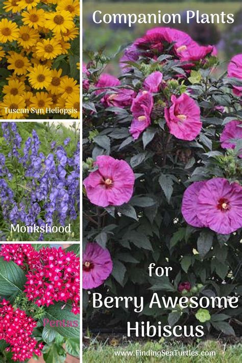 4 Berry Awesome Hibiscus Companion Plants Finding Sea Turtles Sun