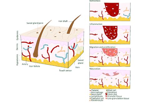 Diagram Body Diagram Wound Healing Mydiagram Online