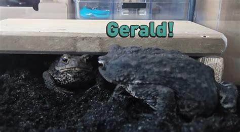 Someone Added Hilarious Subtitles To A Video Of Two Toads Eating Worms