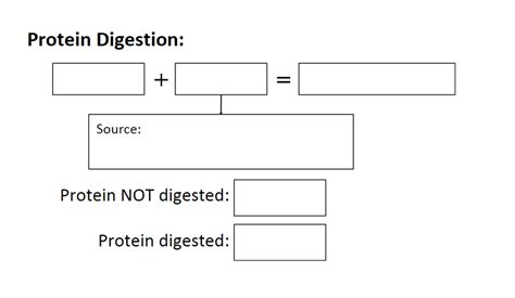 Protein Digestion Test Diagram Quizlet