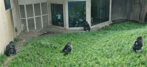 A Gorilla Sanctuary | Louisville Zoo