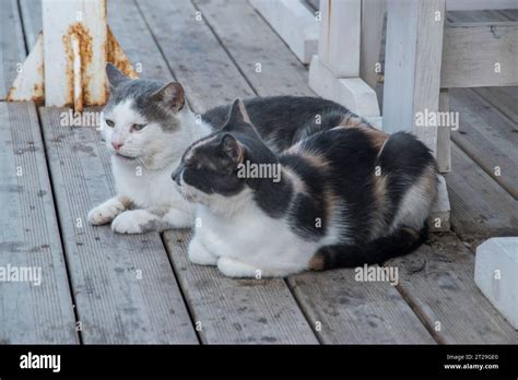 Pets Tables Hi Res Stock Photography And Images Alamy