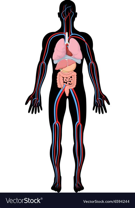 Cartoon Anatomy