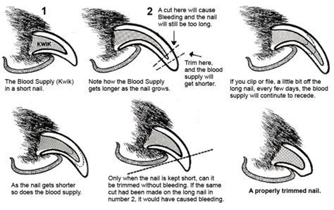 Trimming Dog Nails The Ultimate Guide To Stress Free Nail Clipping And