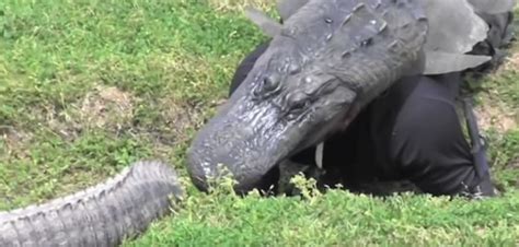 Texarkana Man Snags Monster Alligator Near Fouke Arkansas