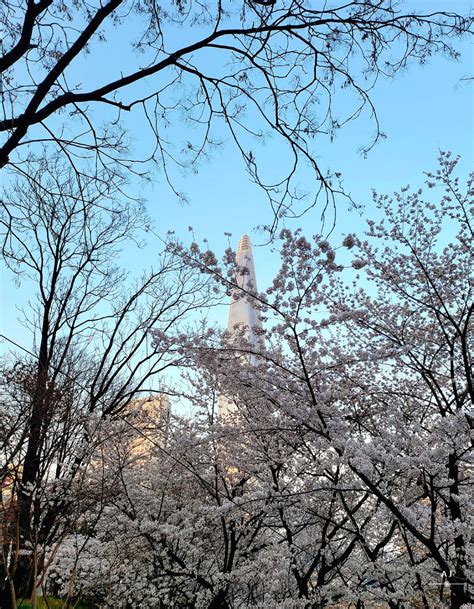 서울 잠실 벚꽃 명소 석촌호수 둘레길 산책 호수벚꽃축제 정보 석촌호수 벚꽃 시보드뉴스