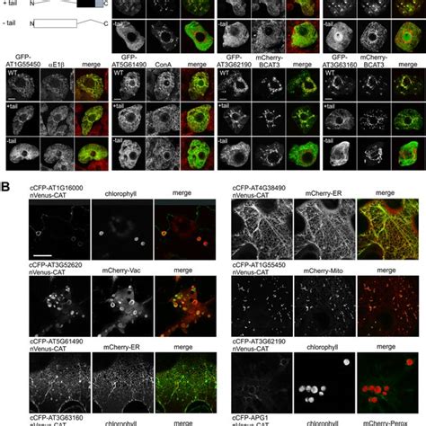 Analysis Of Subcellular Localization And Membrane Topology Of Putative