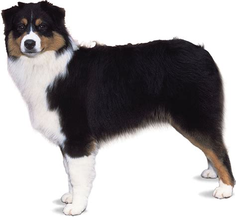 Herding Dog Breeds Photographs And Facts Britannica