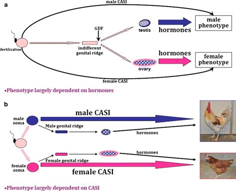 Evidence For Avian Cell Autonomous Sex Identity Casi And Implications For The Sex