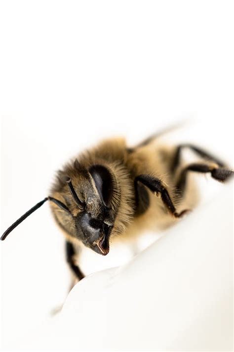 Black And Brown Bee On Brown Stem · Free Stock Photo