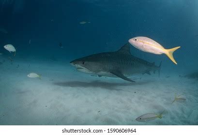 Tiger Sharks Tiger Beach Bahamas Stock Photo 1590606964 | Shutterstock