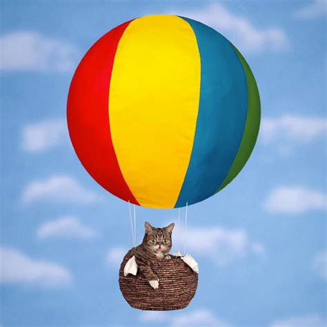 Meet Lil Bub The Cutest Cat On The Internet Video And Gallery