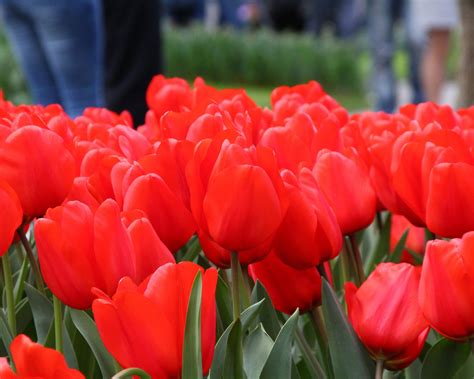 Tulip Red Impression Bulbs — Buy Online At Farmer Gracy Uk