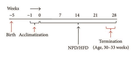 Parental Hfd Feeding Promotes Inflammation Proliferative And